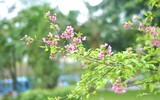 Hoa anh đào Nhật Bản bung nở rực rỡ trong công viên ở Hà Nội
