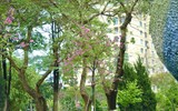 Hoa anh đào Nhật Bản bung nở rực rỡ trong công viên ở Hà Nội