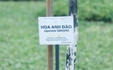 Hoa anh đào Nhật Bản bung nở rực rỡ trong công viên ở Hà Nội