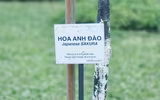 Hoa anh đào Nhật Bản bung nở rực rỡ trong công viên ở Hà Nội