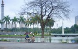 Hoa anh đào Nhật Bản bung nở rực rỡ trong công viên ở Hà Nội