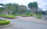 Hoa anh đào Nhật Bản bung nở rực rỡ trong công viên ở Hà Nội