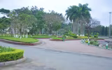 Hoa anh đào Nhật Bản bung nở rực rỡ trong công viên ở Hà Nội
