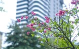 Hoa anh đào Nhật Bản bung nở rực rỡ trong công viên ở Hà Nội