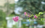 Hoa anh đào Nhật Bản bung nở rực rỡ trong công viên ở Hà Nội