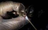 [Ảnh] Đội “thợ săn virus” trên dơi ở Philippines