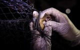 [Ảnh] Đội “thợ săn virus” trên dơi ở Philippines