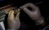 [Ảnh] Đội “thợ săn virus” trên dơi ở Philippines