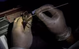 [Ảnh] Đội “thợ săn virus” trên dơi ở Philippines