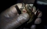 [Ảnh] Đội “thợ săn virus” trên dơi ở Philippines