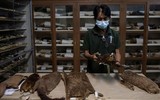 [Ảnh] Đội “thợ săn virus” trên dơi ở Philippines