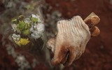 [Ảnh] Indonesia: Tình nguyện viên phải giúp phu đào mộ vì làm việc ‘không xuể’