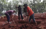 [Ảnh] Indonesia: Tình nguyện viên phải giúp phu đào mộ vì làm việc ‘không xuể’