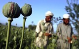 [Ảnh] Trung Quốc lo Taliban tiếp tục phụ thuộc vào buôn lậu ma túy