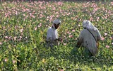 Taliban truy quét ‘thế giới ngầm’ ma túy ở Afghanistan