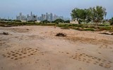 Kỳ bí những bức tranh khắc trên đá ở sa mạc Qatar