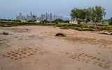 Kỳ bí những bức tranh khắc trên đá ở sa mạc Qatar