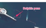 Chuyên gia Mỹ: Nga triển khai cá heo huấn luyện tại Biển Đen để bảo vệ hạm đội