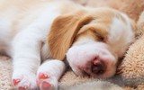 Những món quà kỳ lạ nhất từng được tặng các Tổng thống Mỹ