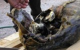 10 món ăn trứ danh 'đệ nhất thối' trên thế giới