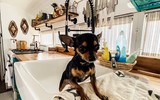 [ẢNH] Cận cảnh căn nhà di động đặc biệt trên xe buýt của cặp vợ chồng Mỹ