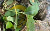 Hành trình chinh phục Nam Kang Ho Tao - một trong những cung leo núi khó nhất Việt Nam