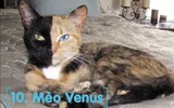 Top 10 giống mèo độc lạ nhất thế giới