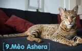 Top 10 giống mèo độc lạ nhất thế giới