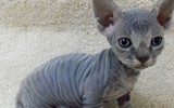 Top 10 giống mèo độc lạ nhất thế giới