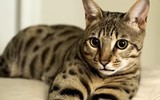 Top 10 giống mèo độc lạ nhất thế giới