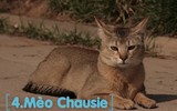 Top 10 giống mèo độc lạ nhất thế giới
