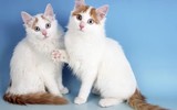 Top 10 giống mèo độc lạ nhất thế giới