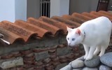 Top 10 giống mèo độc lạ nhất thế giới