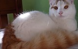 Top 10 giống mèo độc lạ nhất thế giới
