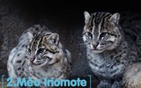 Top 10 giống mèo độc lạ nhất thế giới