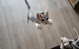 Top 10 giống mèo độc lạ nhất thế giới