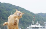 Những tuyệt kỹ võ công của loài Mèo con người khổ luyện chưa chắc thành tài
