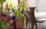 Những tuyệt kỹ võ công của loài Mèo con người khổ luyện chưa chắc thành tài
