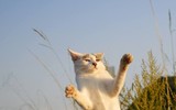 Những tuyệt kỹ võ công của loài Mèo con người khổ luyện chưa chắc thành tài