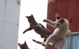 Những tuyệt kỹ võ công của loài Mèo con người khổ luyện chưa chắc thành tài