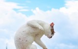 Những tuyệt kỹ võ công của loài Mèo con người khổ luyện chưa chắc thành tài