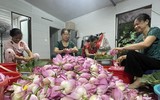 Đi qua mùa sen Hồ Tây - ướp trà sen kiểu Hà Nội xưa 