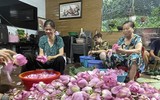 Đi qua mùa sen Hồ Tây - ướp trà sen kiểu Hà Nội xưa 