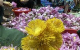 Đi qua mùa sen Hồ Tây - ướp trà sen kiểu Hà Nội xưa 