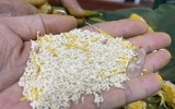Đi qua mùa sen Hồ Tây - ướp trà sen kiểu Hà Nội xưa 
