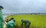 Chiến sỹ Công an Hà Nội ngâm nước giúp người dân cứu lúa