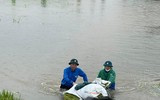 Chiến sỹ Công an Hà Nội ngâm nước giúp người dân cứu lúa