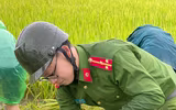 Chiến sỹ Công an Hà Nội ngâm nước giúp người dân cứu lúa