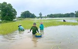 Chiến sỹ Công an Hà Nội ngâm nước giúp người dân cứu lúa