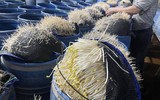 Những hình ảnh bên trong cơ sở sản xuất giá đỗ bằng hóa chất độc hại